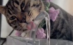 【あれ？】水をぜんぜん飲めてない猫たちが話題にｗｗｗｗ