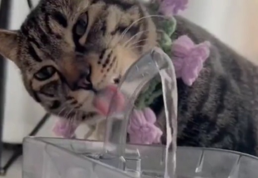 【あれ？】水をぜんぜん飲めてない猫たちが話題にｗｗｗｗ