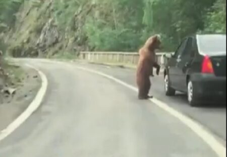 【ｗ】道路に居合わせたクマ、きょどり具合いがまるでおばちゃんｗｗｗｗ