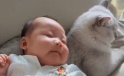 【猫の顔ｗ】号泣中の赤ちゃん、猫の背中にくっつけるとスヤスヤ眠ってしまうｗ
