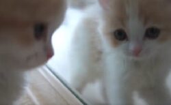 【たまらん】初めて鏡を見た子猫が可愛いすぎるｗｗｗｗ