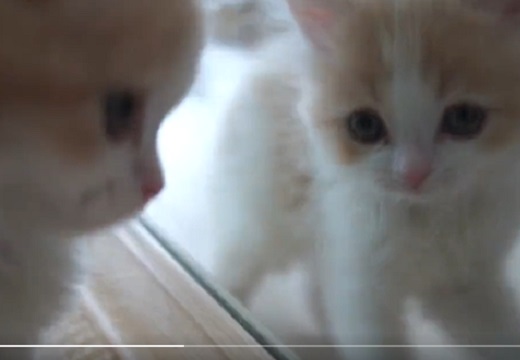 【たまらん】初めて鏡を見た子猫が可愛いすぎるｗｗｗｗ
