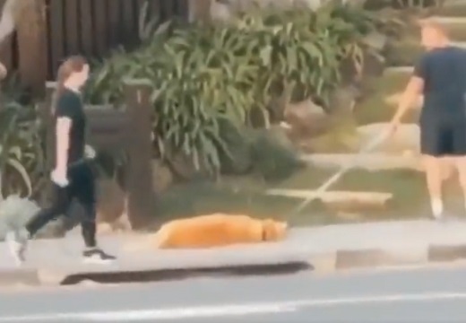 【w】歩きたくない犬と歩かせたい飼い主さん、攻防が面白すぎるwwww