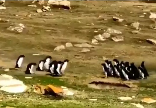 【驚】ペンギンは個体識別している！？グループを間違えた1人を仲間が連れ戻す