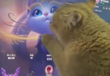 【オタ猫】猫さん、画面の中のアニメ猫に恋してしまうｗｗｗｗ