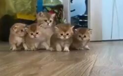 【ひゃー】ヨチヨチ歩きでこっちに向かってくる子猫集団！たまらない可愛いさｗｗｗｗ
