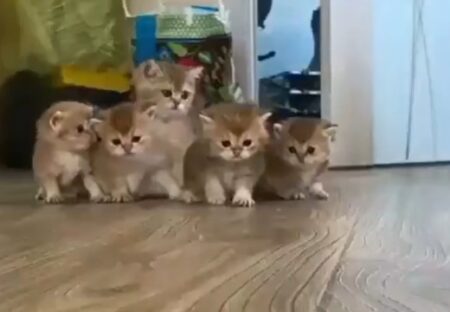 【ひゃー】ヨチヨチ歩きでこっちに向かってくる子猫集団！たまらない可愛いさｗｗｗｗ