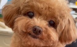 【動画】見てる人を笑顔にしてしまうトイプードル！動きも表情もあざとすぎるｗｗｗ