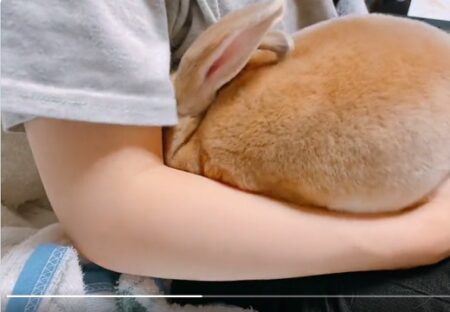 【ひゃー】どうしても抱っこされたいウサギ、羨ましすぎる可愛いさ！