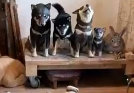 【動画】完全に彫刻になりきってる犬が話題にｗｗｗｗ