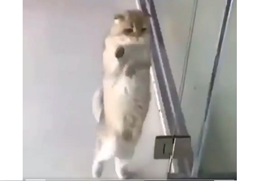 【ｗ】両脚で立ち踊る猫が激写される！上手すぎｗｗｗｗ