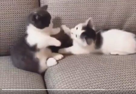 「いやぁやめて！」足を触りたい子猫と猫パンチする子猫、動きが全部カワイイｗｗｗｗ