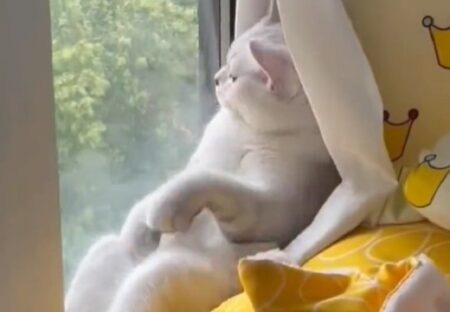 【！？】窓辺で黄昏る美人ネコさん、仕草がまるで人！「二度見したｗ」