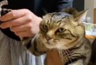 【動画】盛大にばら撒いたカリカリを片付けさせられてる猫が話題に「表情がｗ」