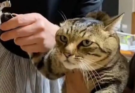 【動画】大人2人がかりで爪切りされてるネコの表情ｗｗｗｗ