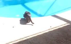 【ぴょーん】プールを覗いていた黒猫さん、飼い主の大くしゃみで悲惨な目に・・・ｗ
