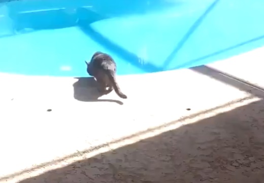 【ぴょーん】プールを覗いていた黒猫さん、飼い主の大くしゃみで悲惨な目に・・・ｗ