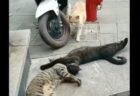 【つよｗ】母猫さん、子猫を触ろうとした犬をフルボッコで撃退！