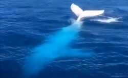 【レア動画】アルビノのザトウクジラが泳ぐ映像が神秘的！これはもう完全に幻獣