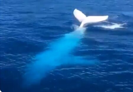 【レア動画】アルビノのザトウクジラが泳ぐ映像が神秘的！これはもう完全に幻獣