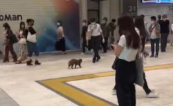 【動画】新宿駅構内にタヌキ出現！！！カワイイｗｗｗｗ