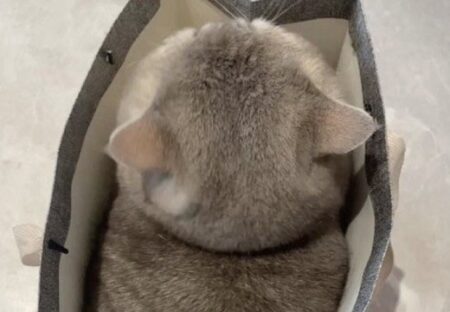 【たまらん】紙袋にすっぽり入った猫の後頭部！可愛さがヤバいｗ