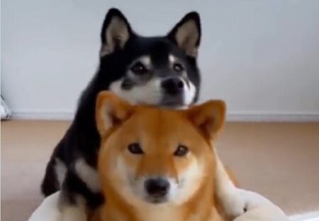 【ひゃー】いつも一緒な2匹の柴犬、ダブルの笑顔が可愛いすぎる！