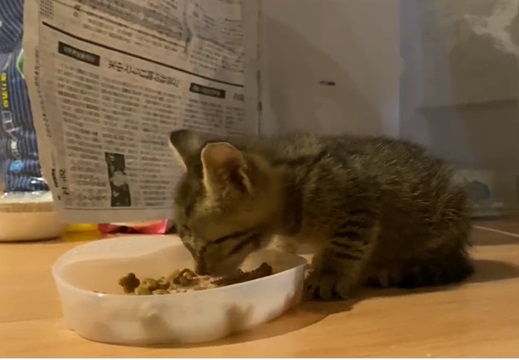 【泣】ゴミ捨て場の裏で発見された子猫、「ウマイ、ウマイ」って言いながらごはんを食べる