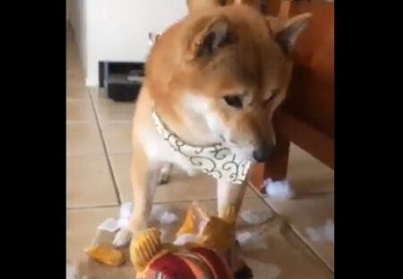 【動画】いたずらを猛反省してる犬の表情ｗ　これは怒れないｗｗｗｗ