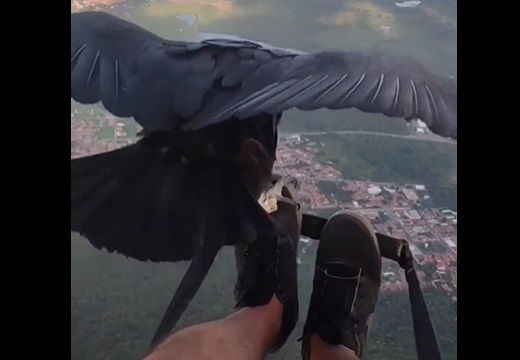 【凄！】ペットの鷹と一緒に空を飛ぶパラグライダー、素敵すぎる・・・