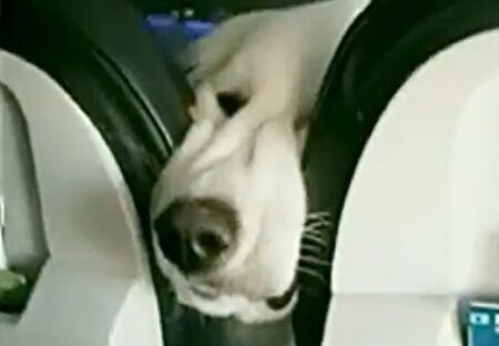 【えｗ】犬が同乗できる飛行機、前の座席から覗いてくる犬が可愛いすぎるｗ