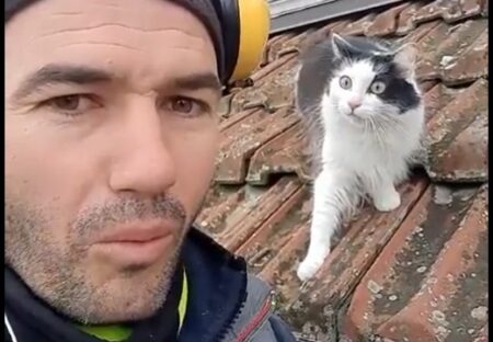 【爆笑】隣で流暢に猫語を話してみたら・・猫のリアクションが可愛いｗｗｗｗ