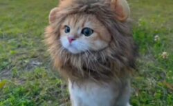 【ｗ】ライオンになりきってる子猫！これは百獣の王！