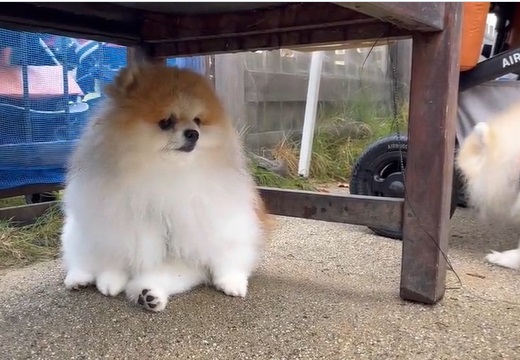 【動画】ドッグランで引きこもるポメラニアン。座り方から表情まで可愛いすぎるｗｗ