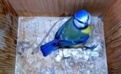 【感動】空の巣箱を発見した鳥、産卵に適した部屋を作りあげ子育てしていく記録映像