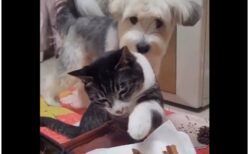 【動画】机の肉に手を出したいネコと、注意して睨まれるイヌｗｗｗｗｗ