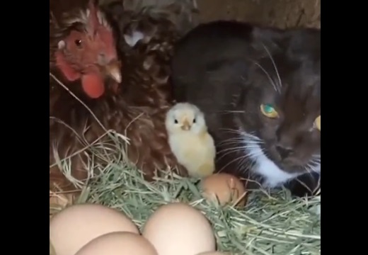 【動画】にわとり母さんの留守中、卵とひよこを守る猫が素敵すぎる！