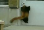 【動画】チームみんなにハイタッチする猫が話題に「これは猫監督ｗ」