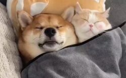 【ひゃー】ぴったりくっついて爆睡中の犬と猫、幸せそうｗｗｗｗ