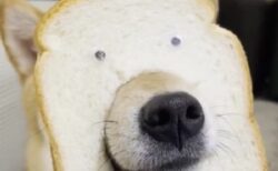 【！？】食パンに顔を突っ込んだ犬が想像以上に可愛いｗｗｗｗ