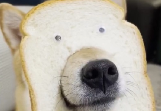 【！？】食パンに顔を突っ込んだ犬が想像以上に可愛いｗｗｗｗ