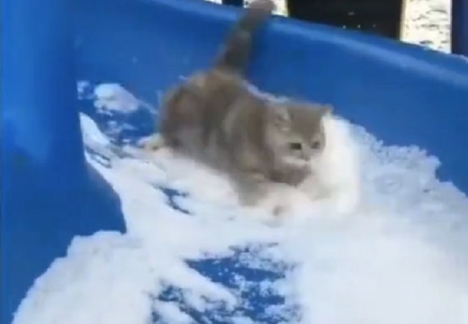 【ｼｬｰ】華麗に滑り降りるネコ！2秒動画の中毒性が凄いｗｗｗｗ