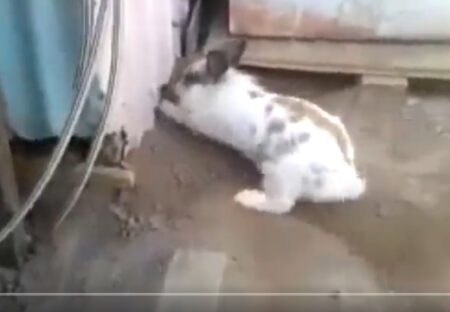 【感動】助けを求める猫の声に気づいたウサギ、一心不乱に穴を掘り救助する