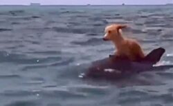 【感動】ボートから海に落ちた犬、イルカの背に乗って帰還