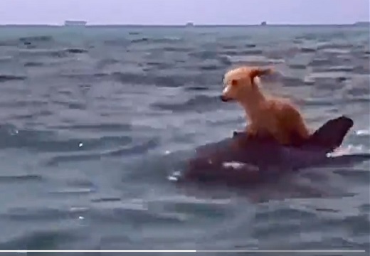【感動】ボートから海に落ちた犬、イルカの背に乗って帰還