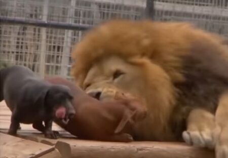 【友情】幼い頃から仲良しのライオンと小型犬達、お腹を見せ合って遊ぶ姿が可愛いすぎる