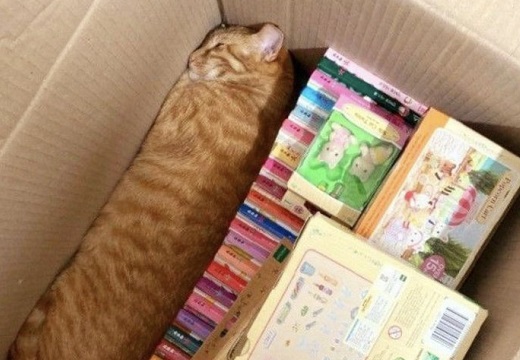 【！？】箱の中の狭いすき間にぴったり納まっちゃってる猫！「四角くなってるｗ」