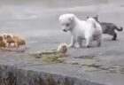 【動画】海の上で抱っこされてる犬、泳いでる気になってしまうｗｗｗｗ
