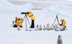 【え！】警戒心がなさすぎるペンギン達の写真4連発ｗｗｗｗ