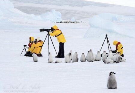 【え！】警戒心がなさすぎるペンギン達の写真4連発ｗｗｗｗ